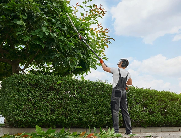 Tree Trimming Services