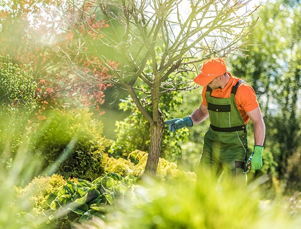 Tree Removal Services
