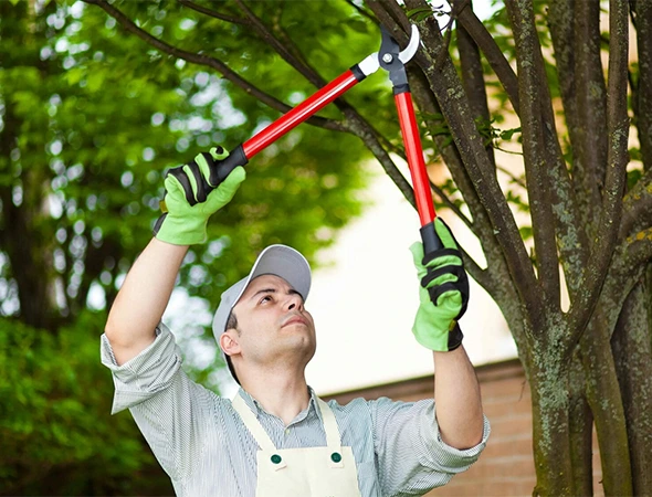 Tree Health Inspection Services